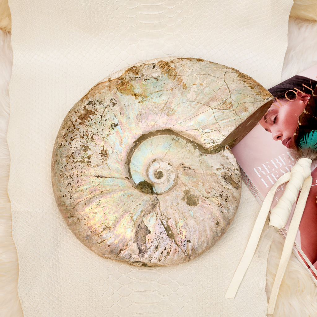 Fossil Ammonite
