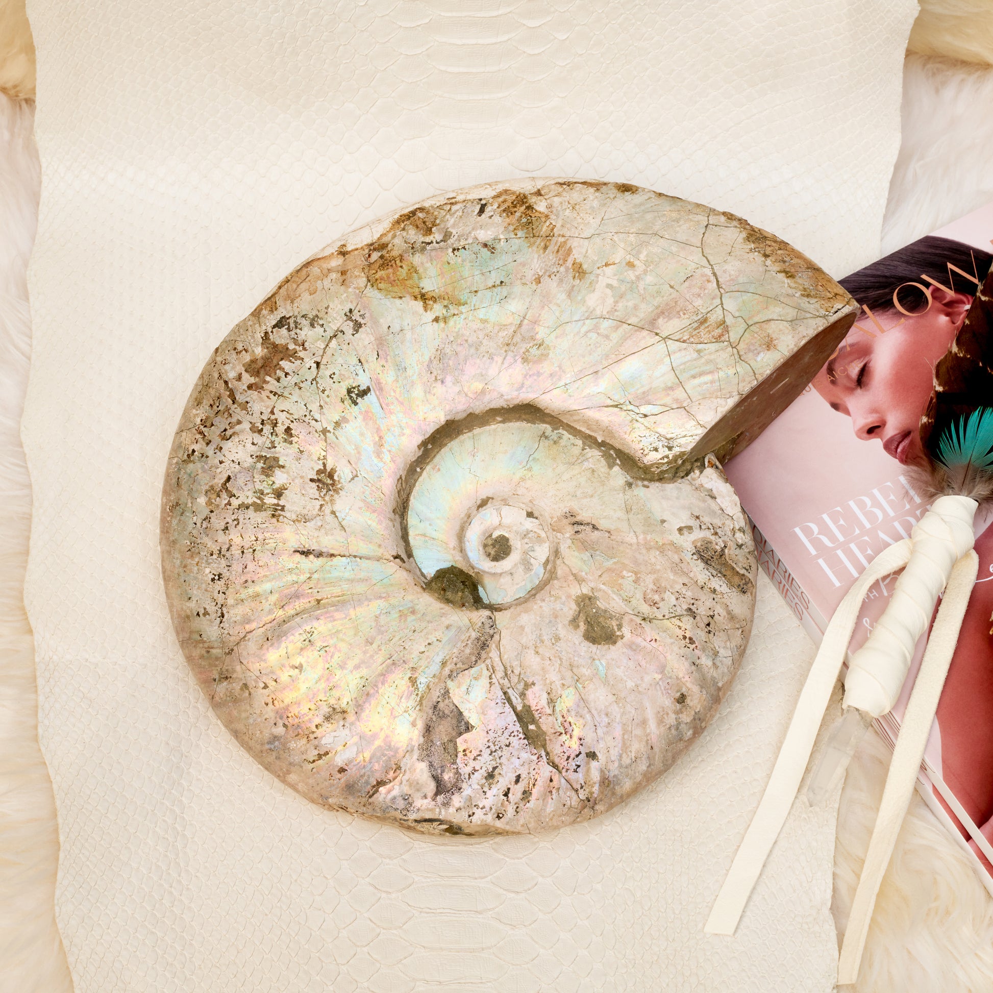 Fossil Ammonite