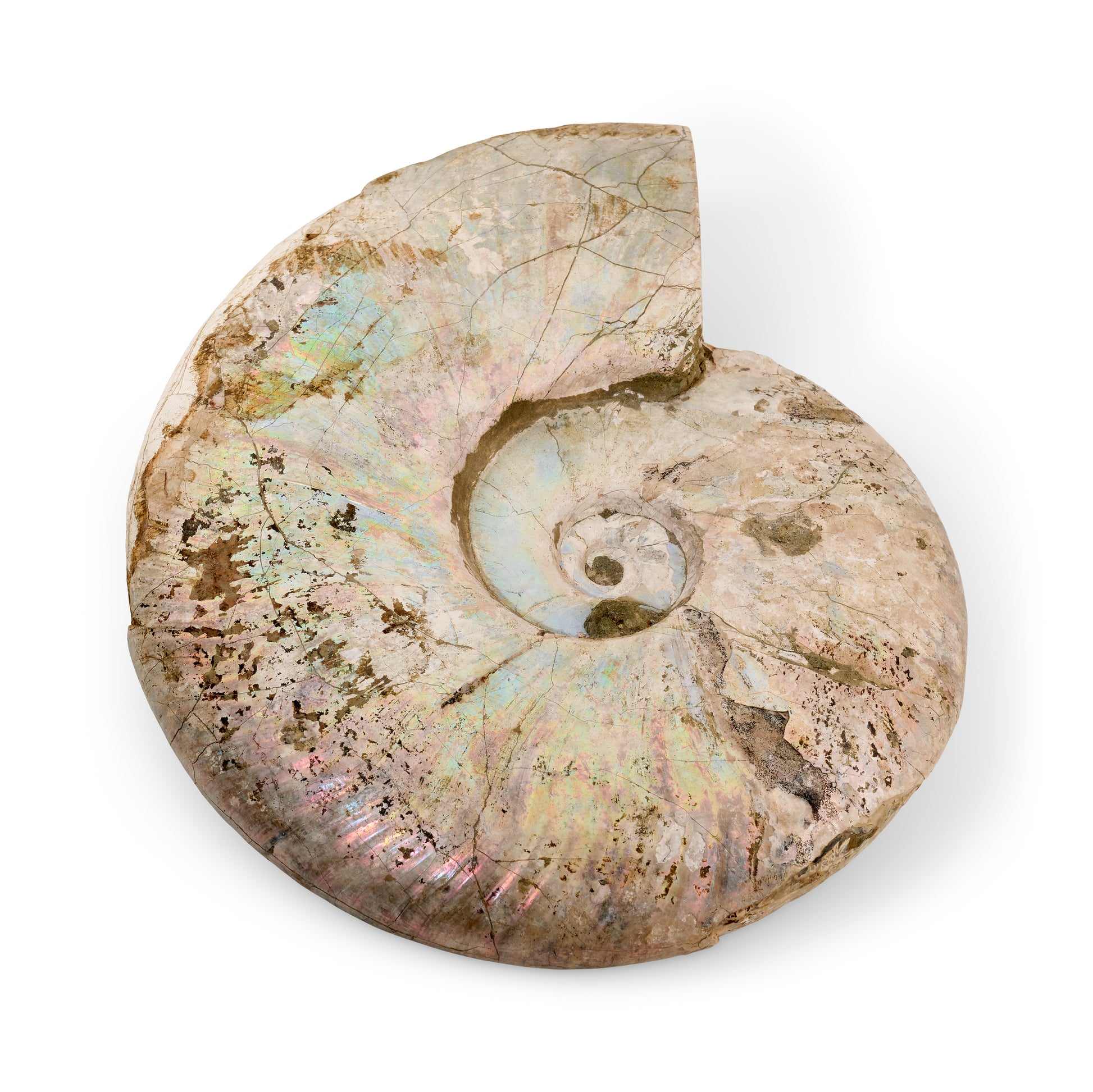 Fossil Ammonite